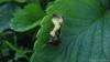 dsc0011_t1.jpg