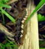 dsc04772_t1.jpg