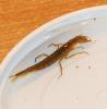dsc_0076_t1.jpg