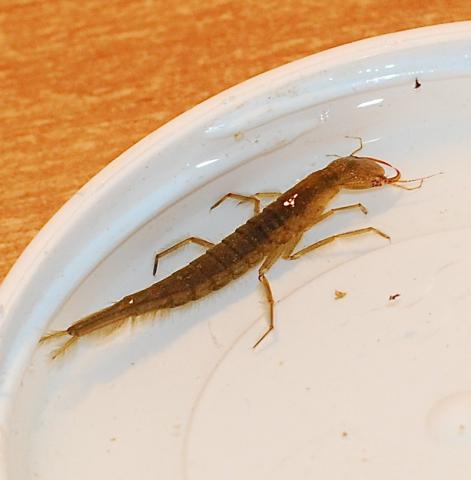 Geltonkraštė dusia (Dytiscus marginalis)