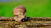 dsc_0237_t1.jpg