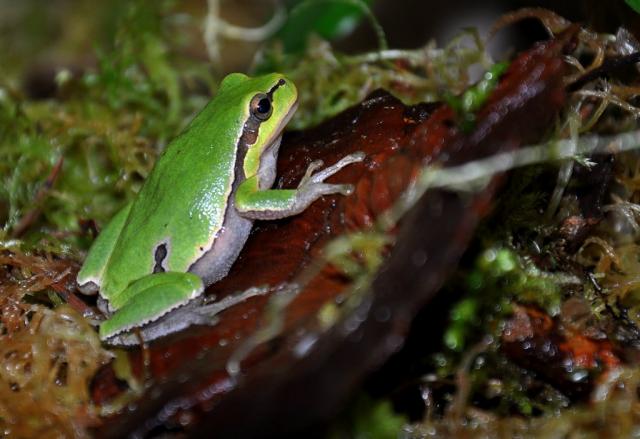 Hyla arborea