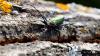 dsc_3200_t1.jpg