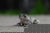 dsc_3281_t1.jpg