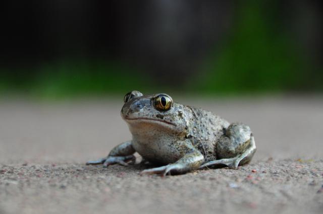 Rupūžė