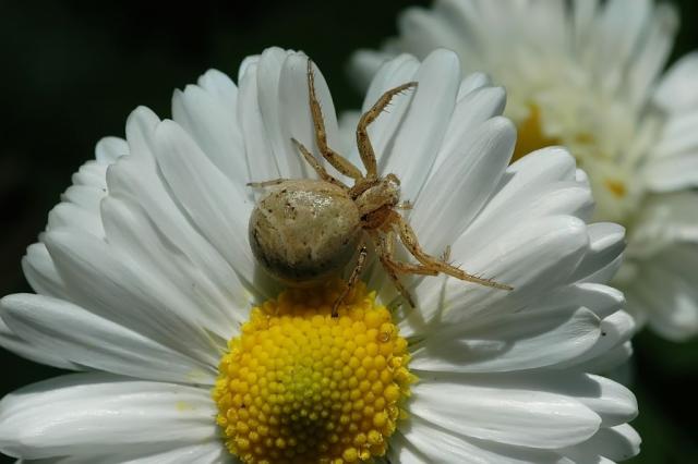 Berots krabvoris