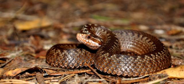 Paprastoji angis (Vipera berus) Common adder 