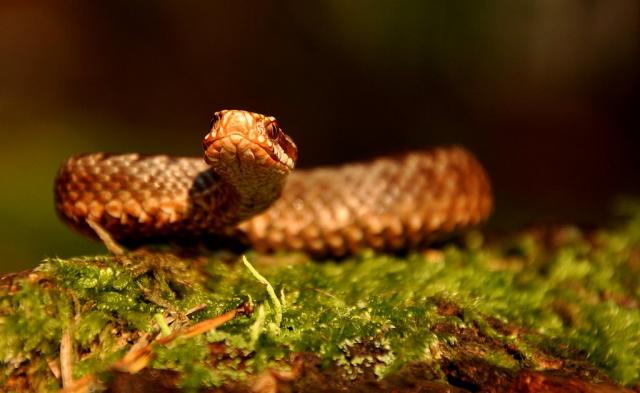 Paprastoji angis (Vipera berus) Common adder