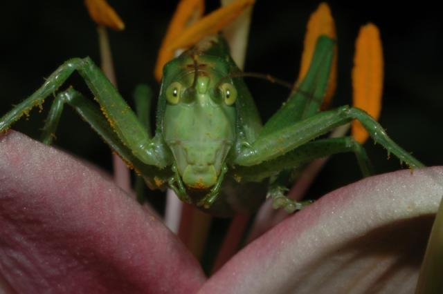 Būū