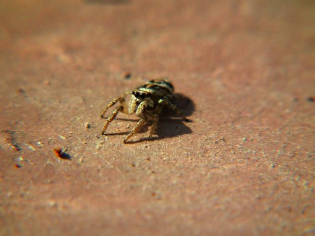 Šokliavoris