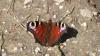 dscf3390_t1.jpg