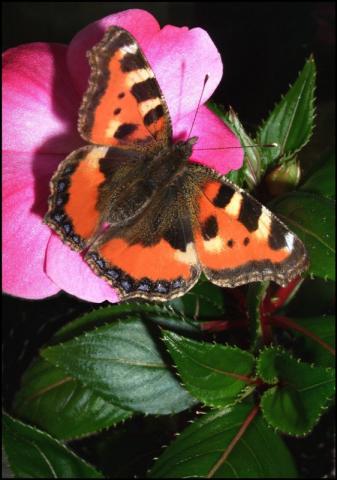 Dilgėlinukas (Aglais urticae)