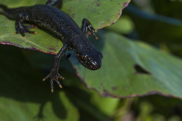 Skiauterėtasis tritonas