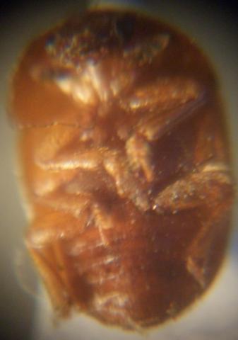 C.luteus