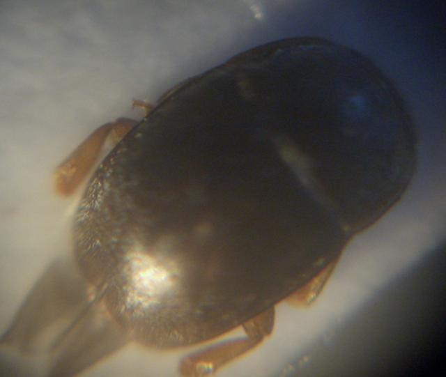 Meligethes. sp