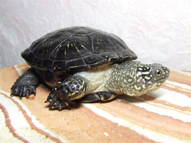 Emys obicularis