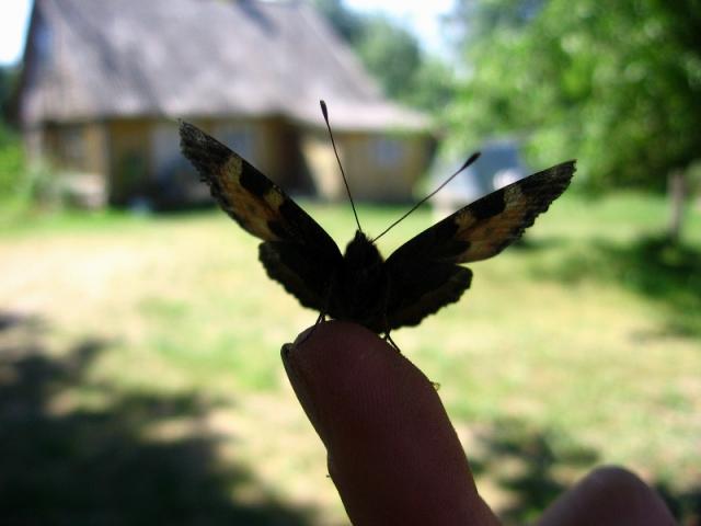Dilgelinukas
