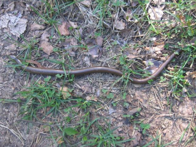 Anguis fragilis