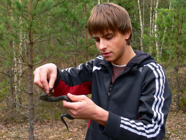 Vipera berus Marguolė