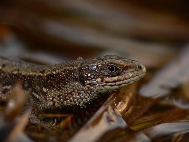 Gyvavedis driezas (Lacerta viviparia)