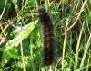 hugecaterpillarlarge_t1.jpg