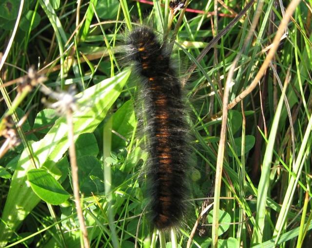 nezinomas