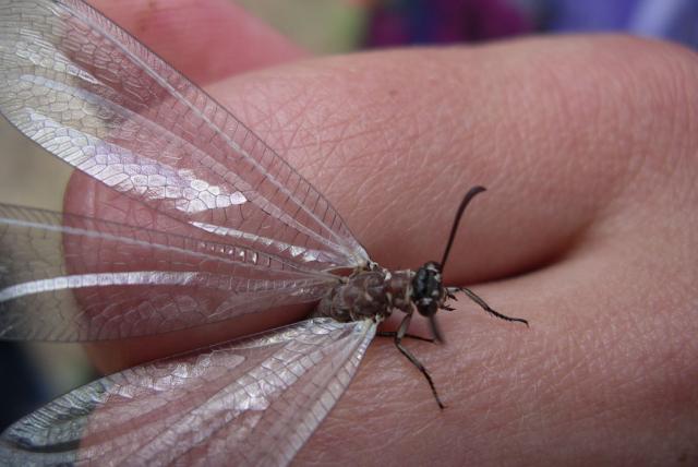 Myrmeleon formicarius