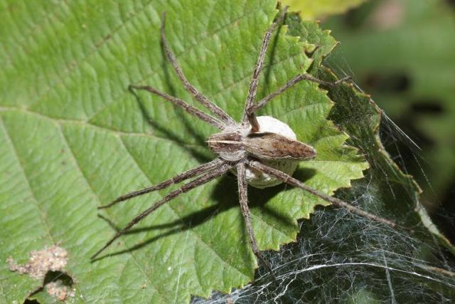 Pisaura mirabilis