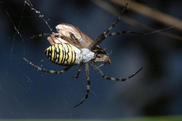 Argiope briaunichi