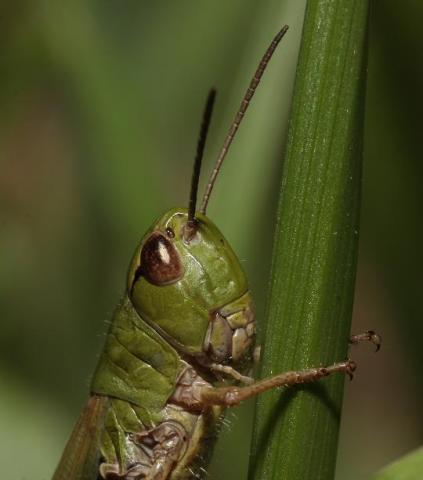 Skėrys