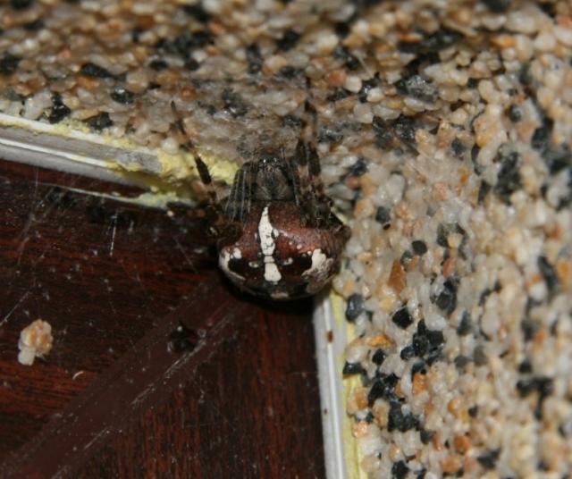 Araneus diadematus
