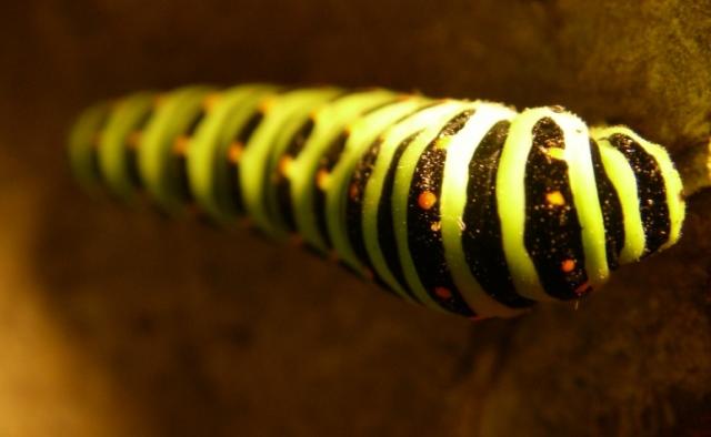 Papilio machaon