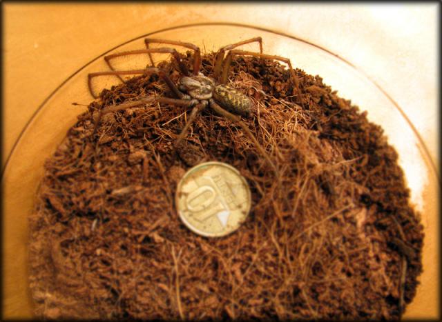 Plyšinis kampavoris (Tegenaria atrica)
