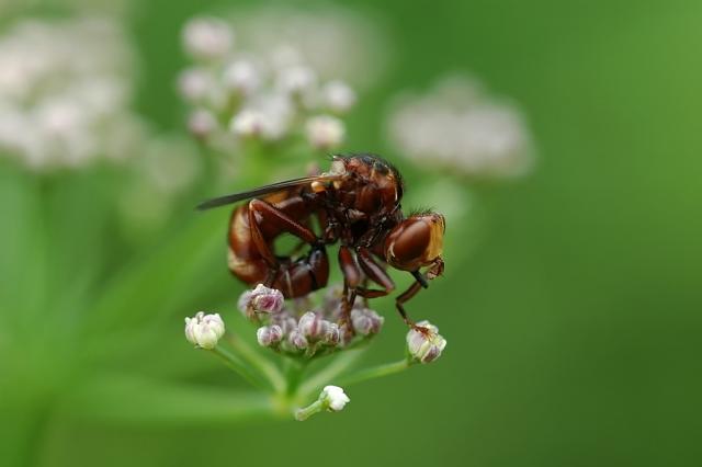 Nepazystamasis