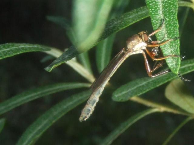Keistuolis