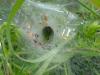 l_t1.jpg