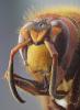macro_t1.jpg