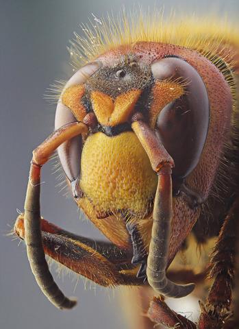 Didysis širšuolas. Vespa crabro.