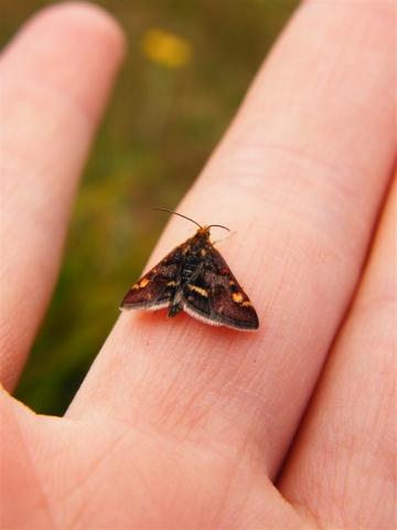 Pyplius