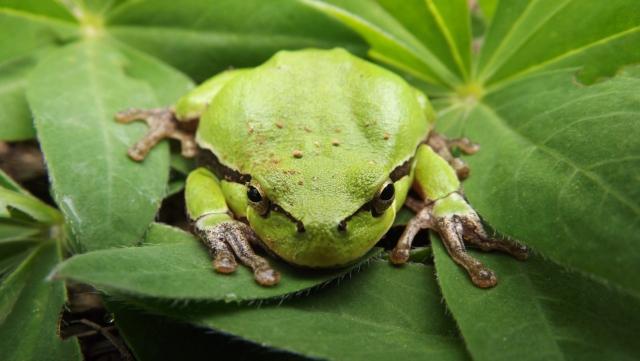Hyla arborea