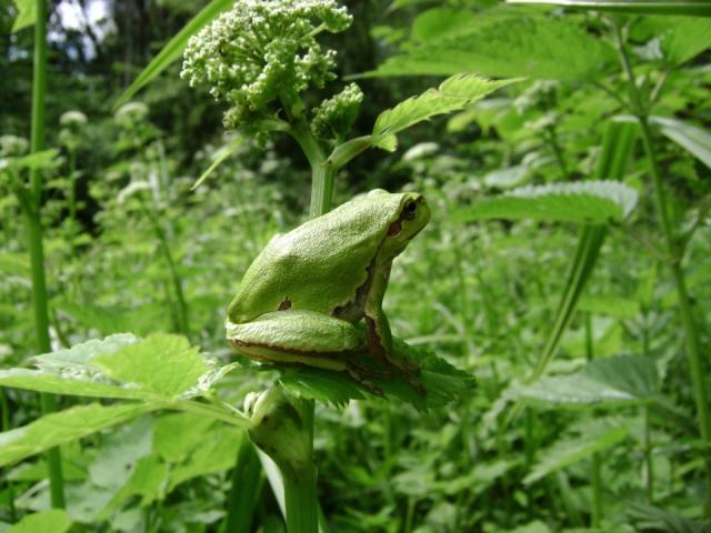 Paprastoji medvarlė (Hyla arborea)