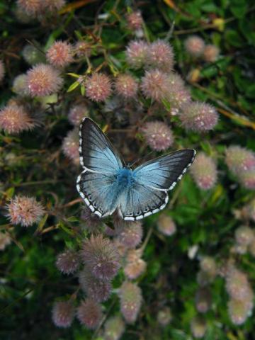 Stepinis melsvys