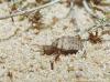 Spausk peržiūrai myrmeleon_formicarius_004_t1.jpg