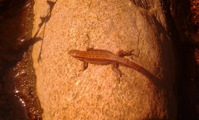 Zootoca viviparia