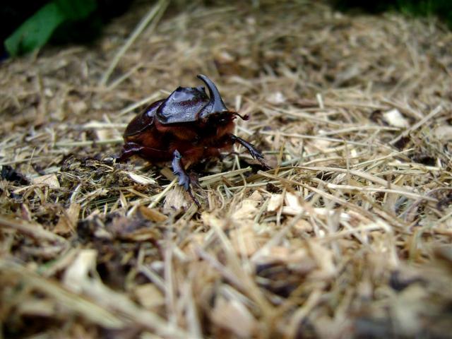 Oryctes nasicornis