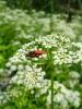 p1050313_1_t1.jpg