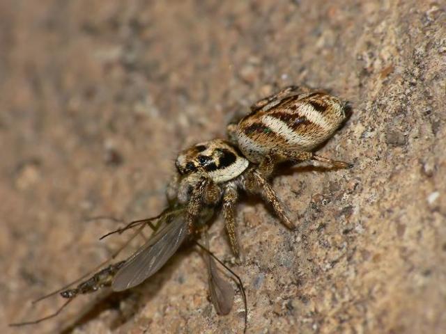 Jumping spider & victim