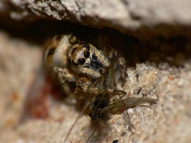 Jumping spider & victim