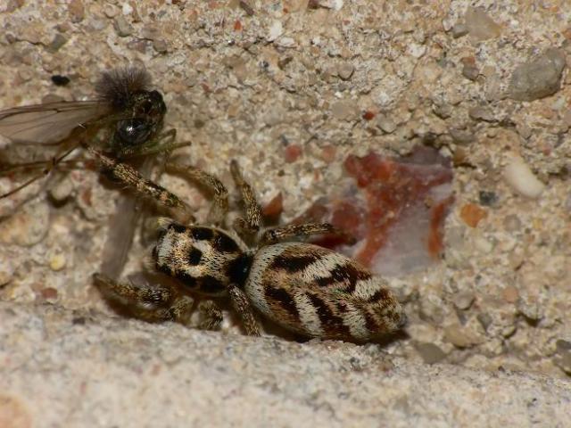jumping spider & victim