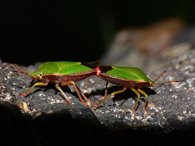 erotika